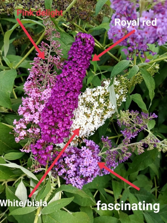 Budleja Dawida Royal Red P9