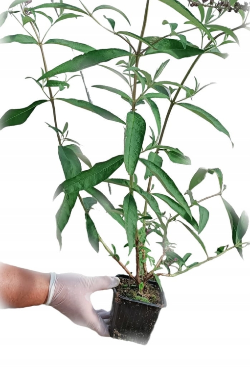 Budleja Dawida Royal Red P9