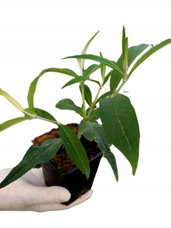 Budleja Dawida Royal Red P9