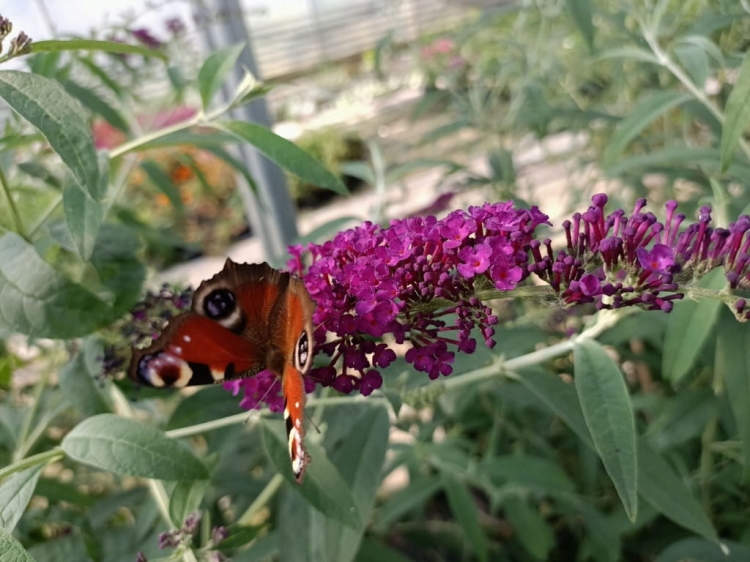 Budleja Dawida Royal Red P9