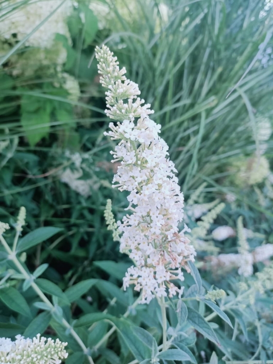 Budleja Dawida Biała  P9