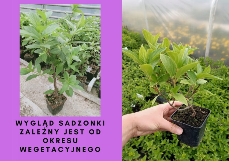 HORTENSJA BUKIETOWA RENHY VANILLE FRAISE p9