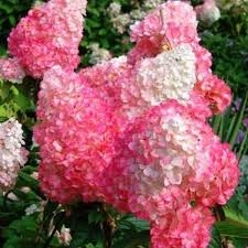 HORTENSJA BUKIETOWA RENHY VANILLE FRAISE p9