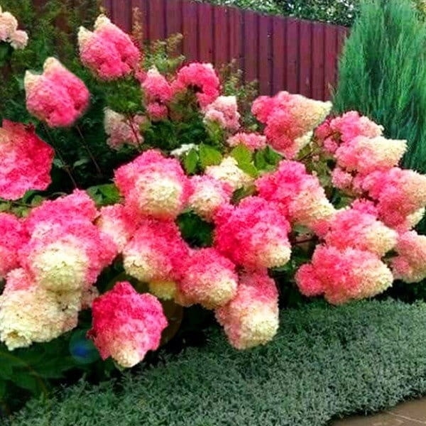 HORTENSJA BUKIETOWA RENHY VANILLE FRAISE p9