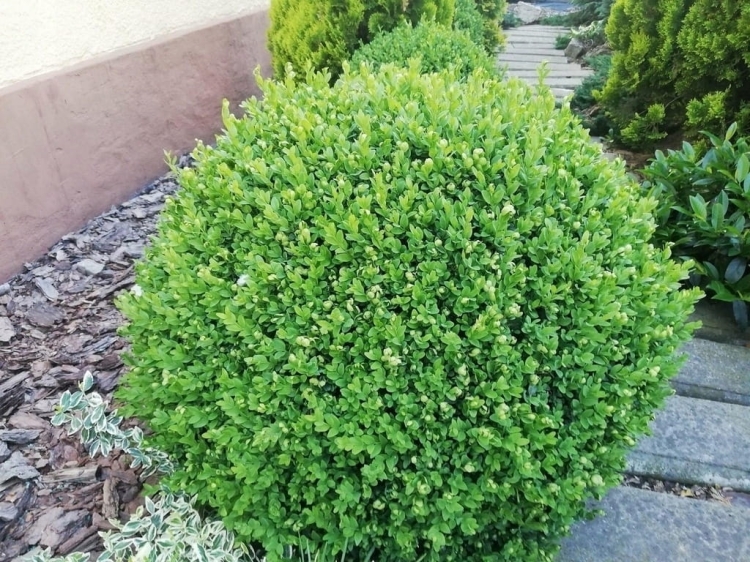 Bukszpan sadzonka duża sadzonka P11