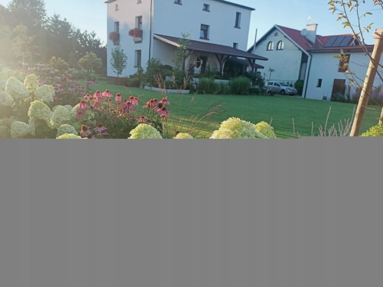 Hortensja Bukietowa GRANDIFLORA p9