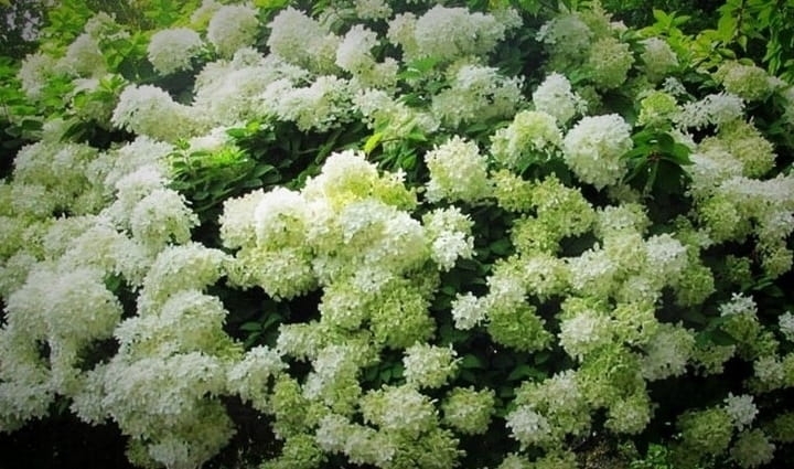 Hortensja Bukietowa GRANDIFLORA p9