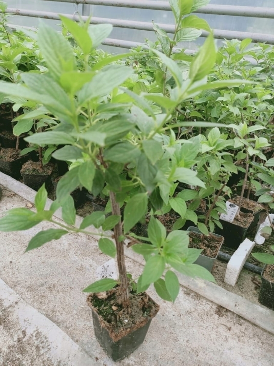 Hortensja Bukietowa GRANDIFLORA p9