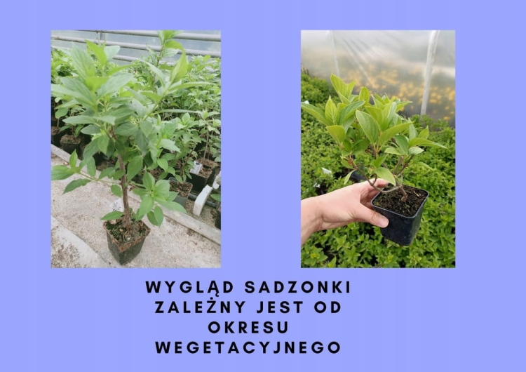 Hortensja Bukietowa GRANDIFLORA p9