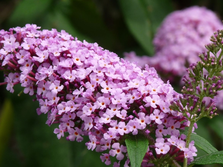 Budleja Dawida Fascinating p9