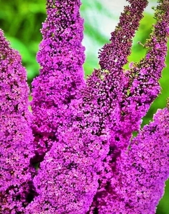 Budleja Dawida Fascinating p9