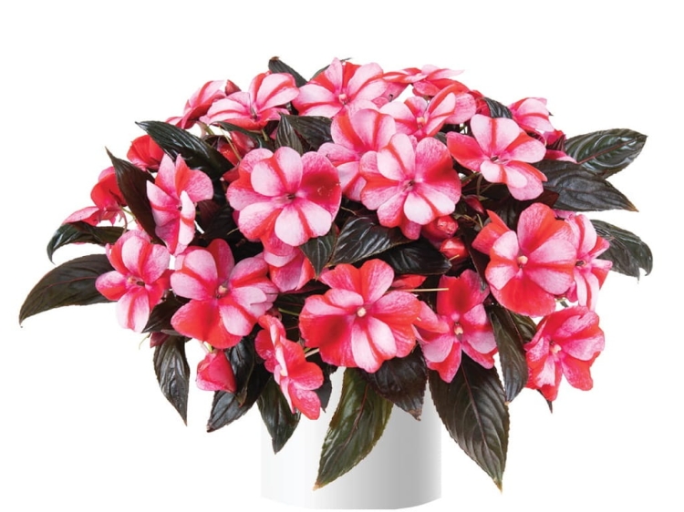 Niecierpek Sunpatiens Vigorous Peach Candy