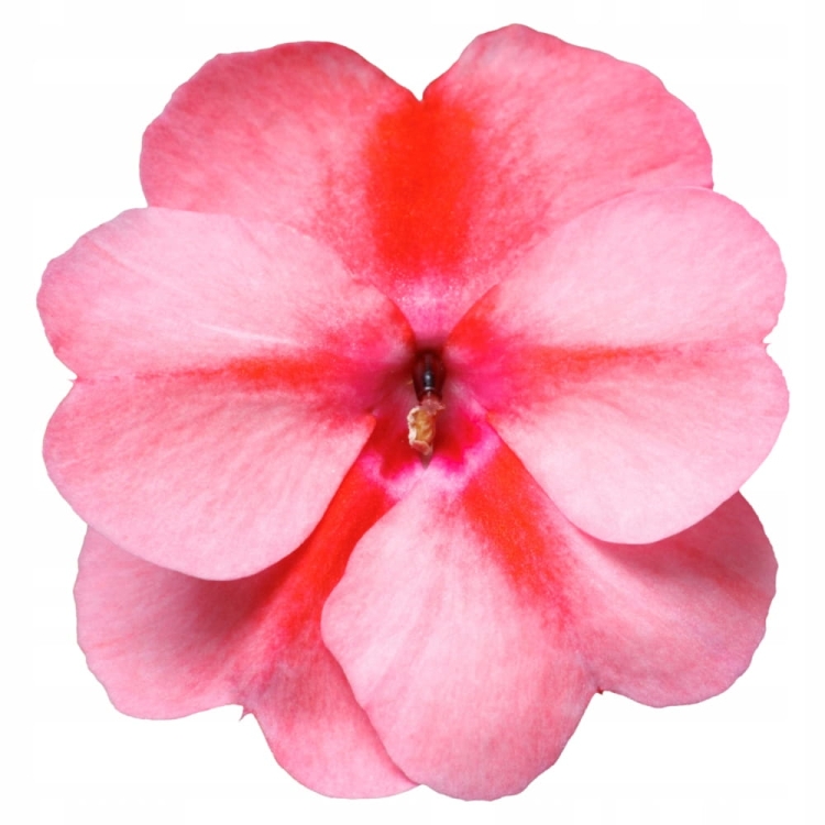 Niecierpek Sunpatiens Vigorous Peach Candy