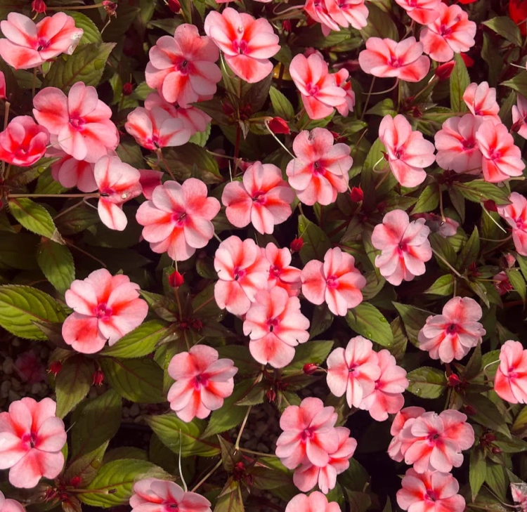 Niecierpek Sunpatiens Vigorous Peach Candy