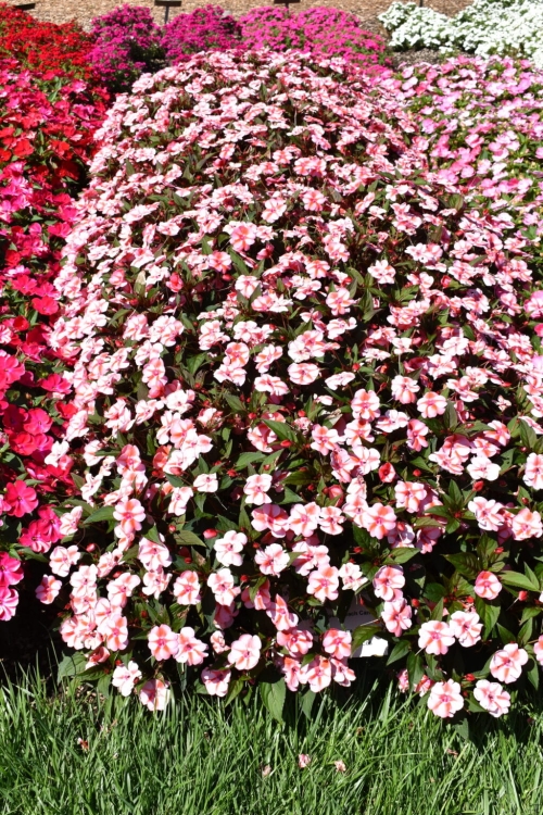 Niecierpek Sunpatiens Vigorous Peach Candy