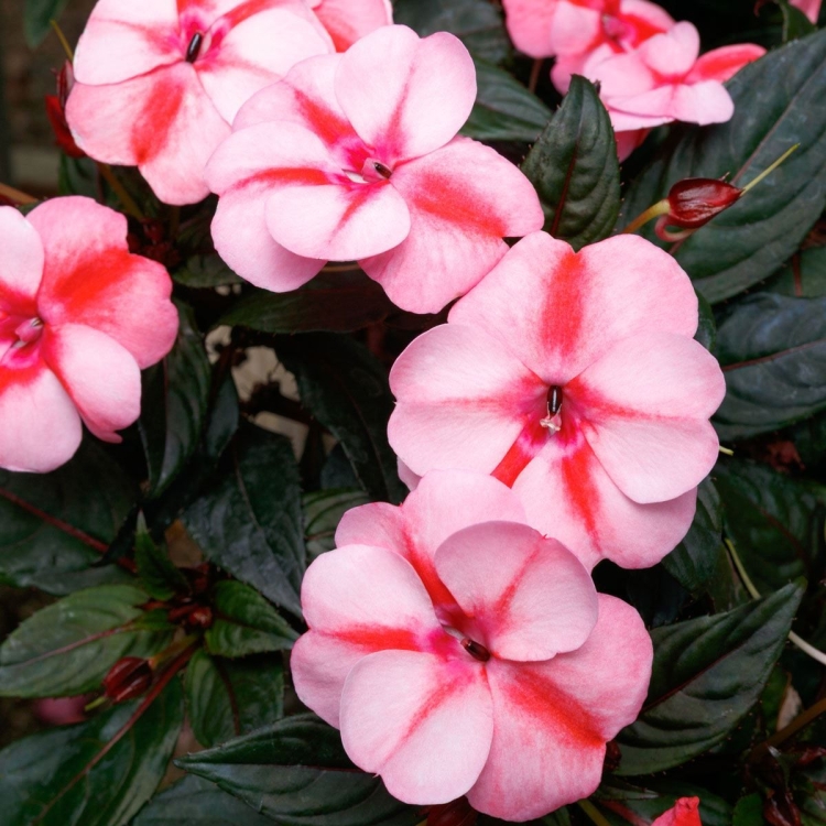 Niecierpek Sunpatiens Vigorous Peach Candy