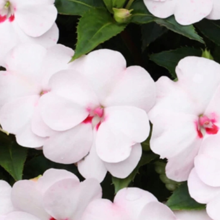 Niecierpek SunPatiens Vigorous Sweetheart