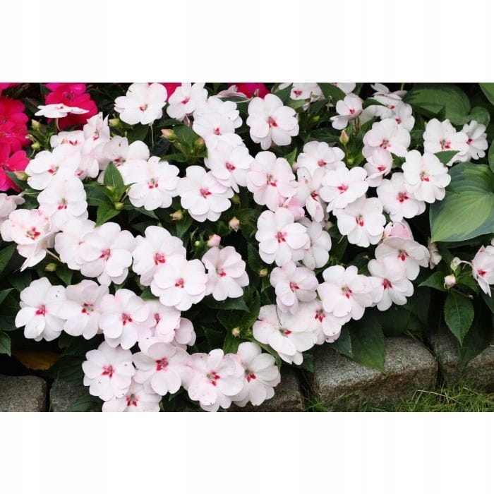 Niecierpek SunPatiens Vigorous Sweetheart