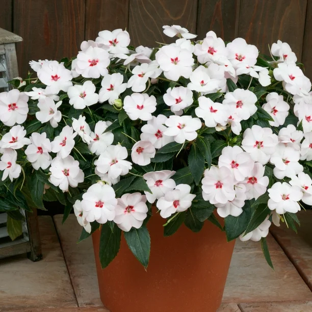 Niecierpek SunPatiens Vigorous Sweetheart