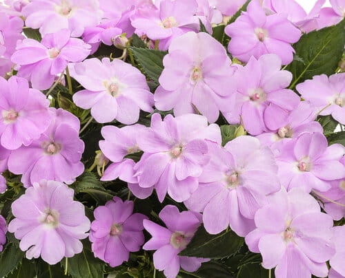 Niecierpek Sunpatiens Compact Orchid Blush