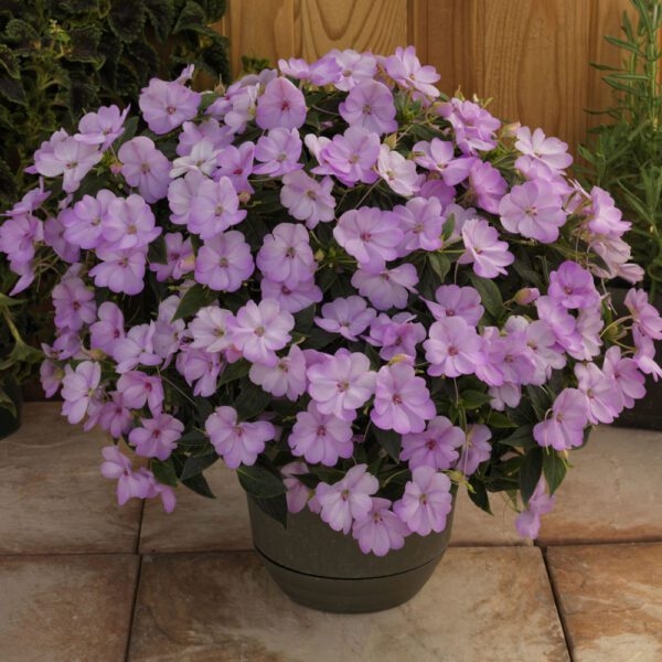 Niecierpek Sunpatiens Compact Orchid Blush