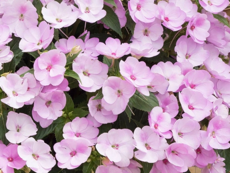 Niecierpek Sunpatiens Compact Orchid Blush