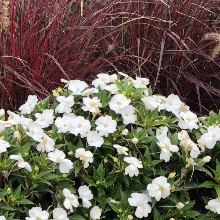 Niecierpek Sunpatiens Compact White