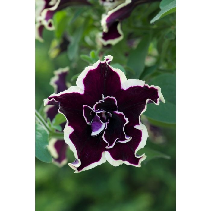 SURFINIA PETUNIA Tumbelina Superstar pełna p9