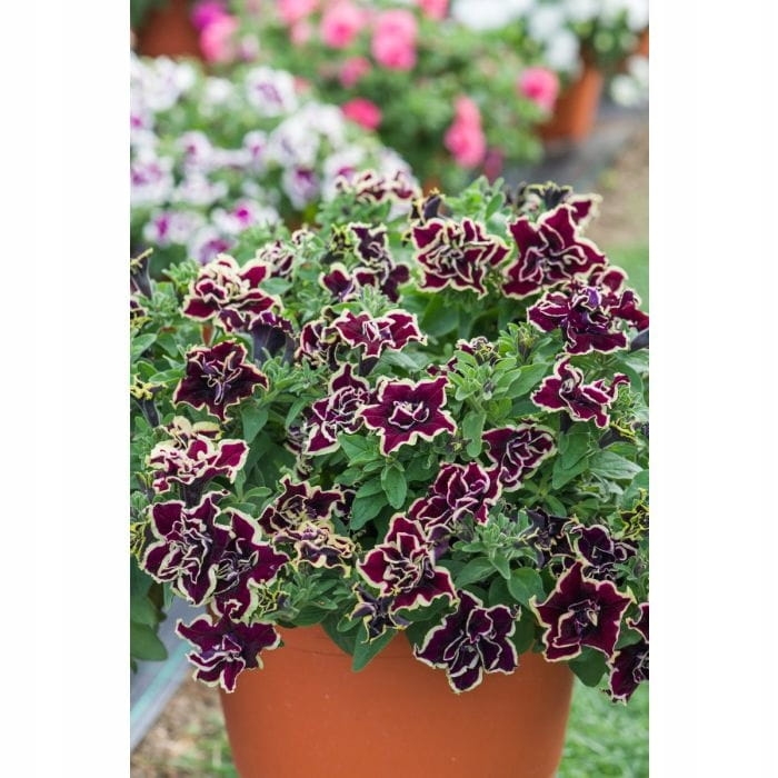 SURFINIA PETUNIA Tumbelina Superstar pełna p9