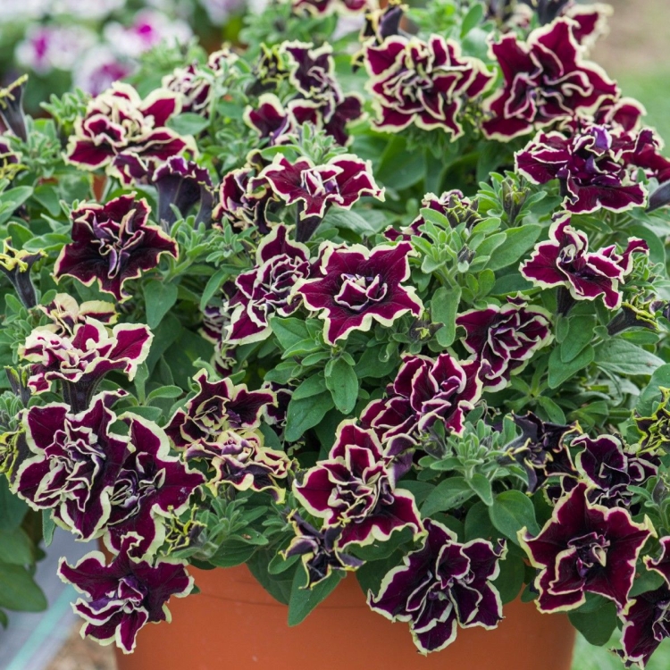 SURFINIA PETUNIA Tumbelina Superstar pełna p9