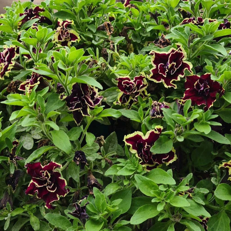 SURFINIA PETUNIA Tumbelina Superstar pełna p9