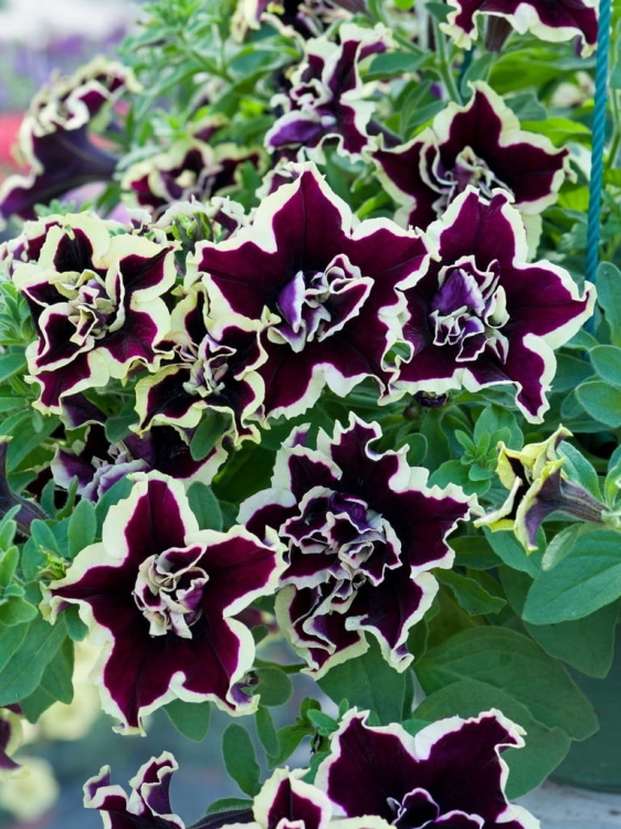 SURFINIA PETUNIA Tumbelina Superstar pełna p9