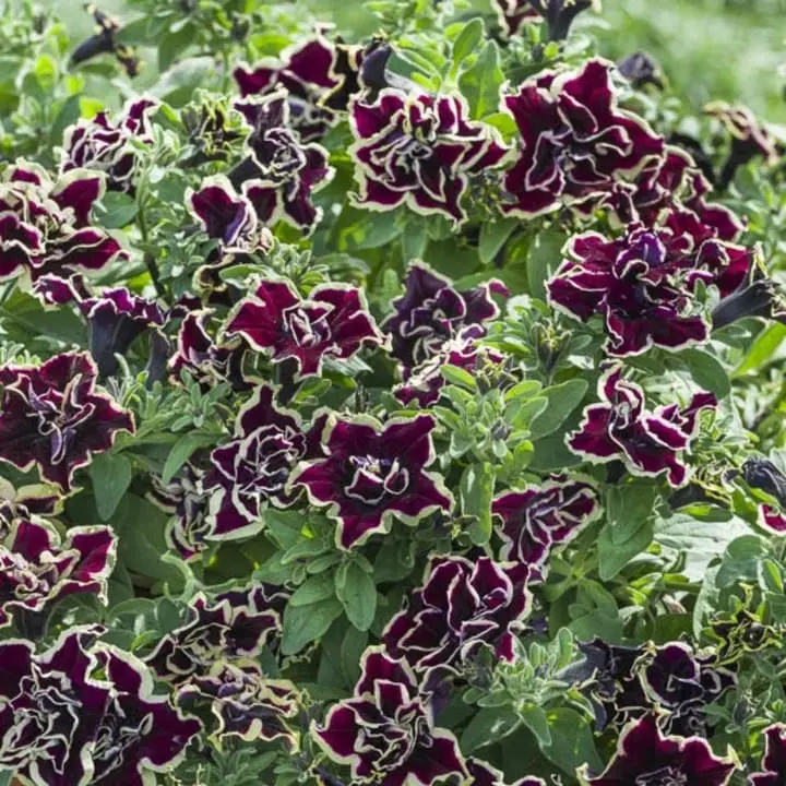 SURFINIA PETUNIA Tumbelina Superstar pełna p9