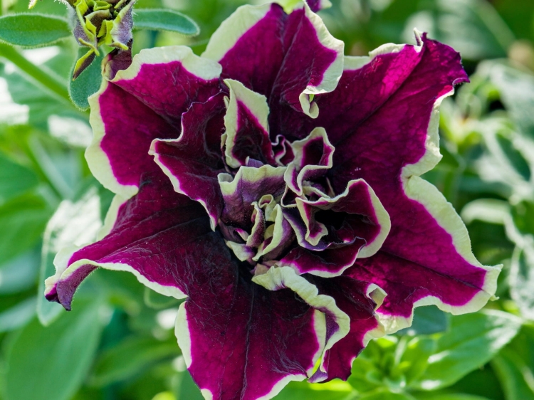 SURFINIA PETUNIA Tumbelina Superstar pełna p9