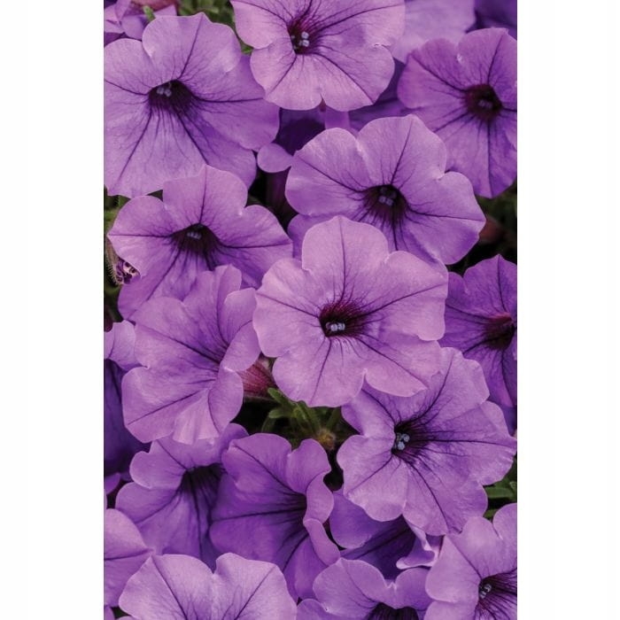 Supertunia MINI VISTA Blue Violet