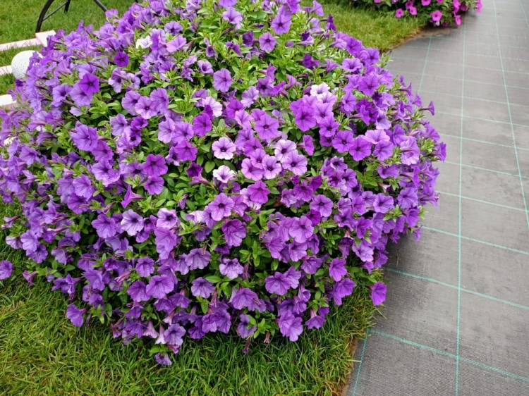 Supertunia MINI VISTA Blue Violet