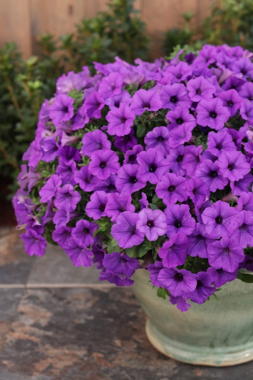 Supertunia MINI VISTA Blue Violet