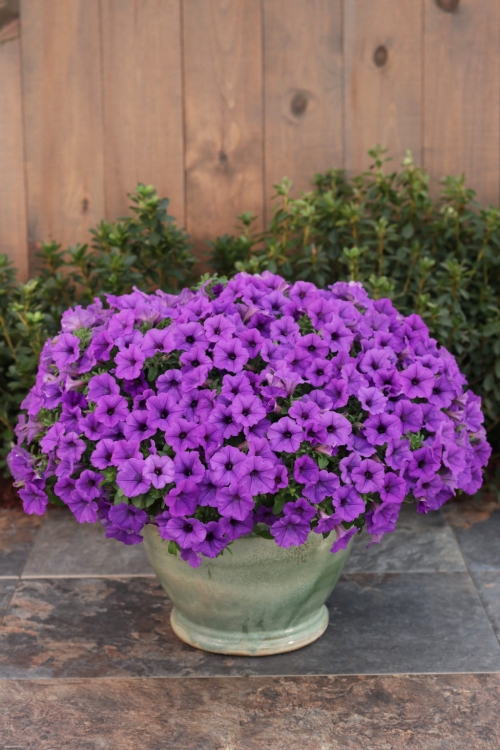 Supertunia MINI VISTA Blue Violet