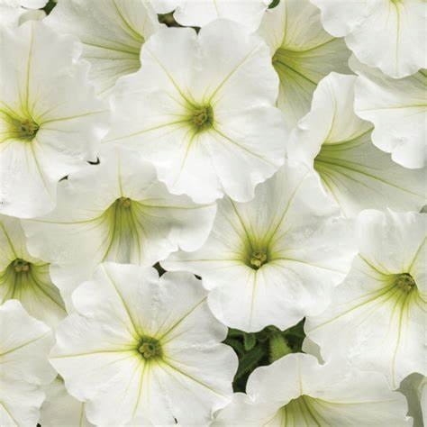 Supertunia VISTA SNOWDRIFT p9