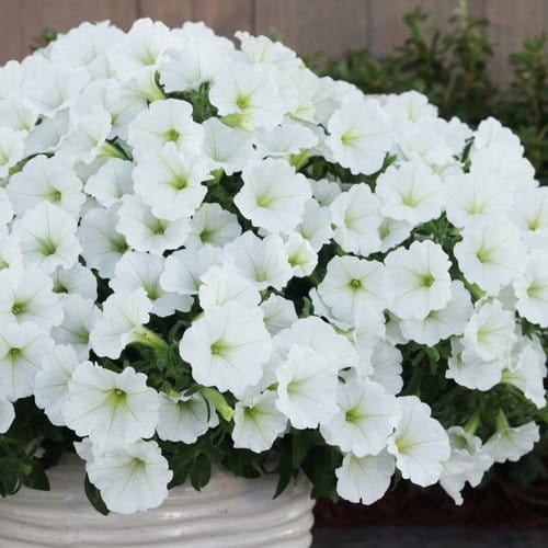 Supertunia VISTA SNOWDRIFT p9