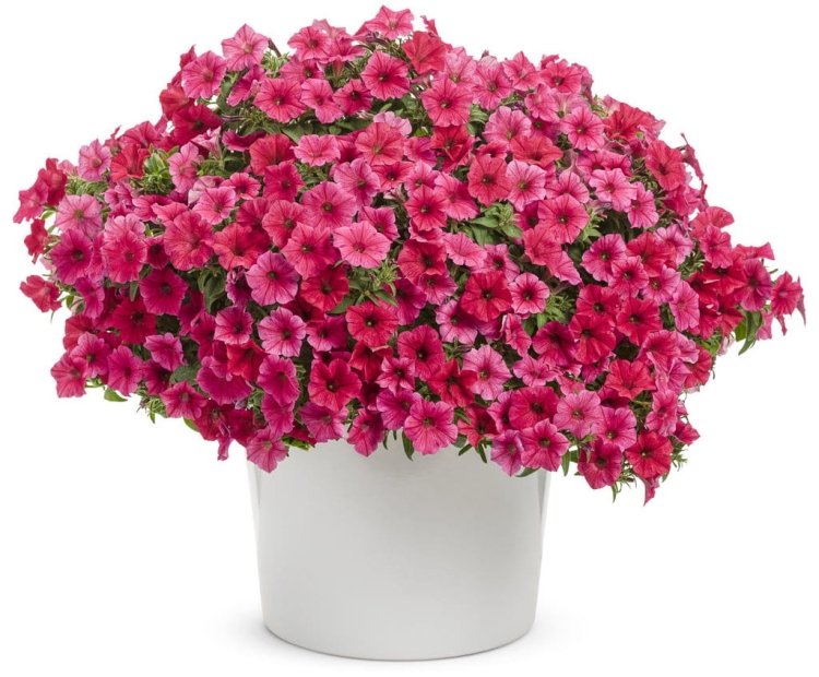 Supertunia VISTA PARADISE sadzonka p9