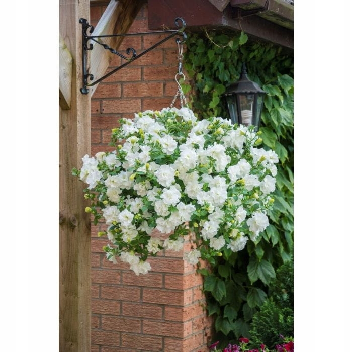 SURFINIA PETUNIA Tumbelina Diana pełna p9 biała