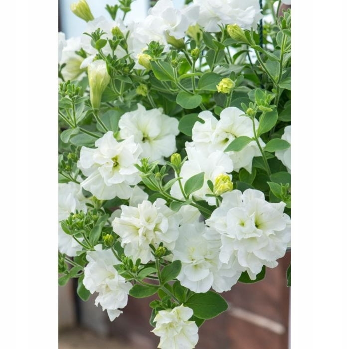 SURFINIA PETUNIA Tumbelina Diana pełna p9 biała