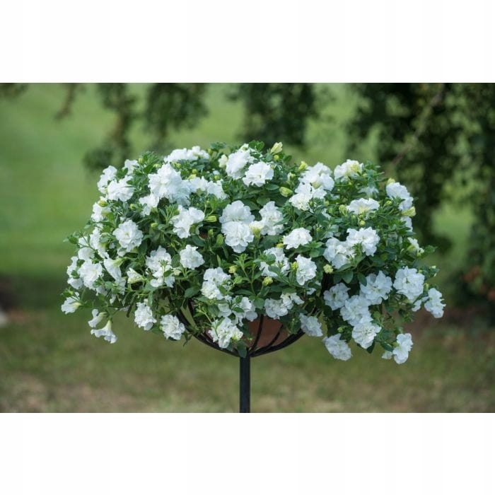 SURFINIA PETUNIA Tumbelina Diana pełna p9 biała