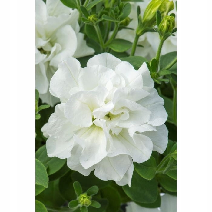 SURFINIA PETUNIA Tumbelina Diana pełna p9 biała
