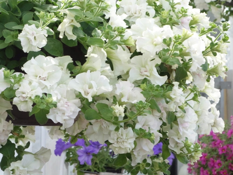 SURFINIA PETUNIA Tumbelina Diana pełna p9 biała