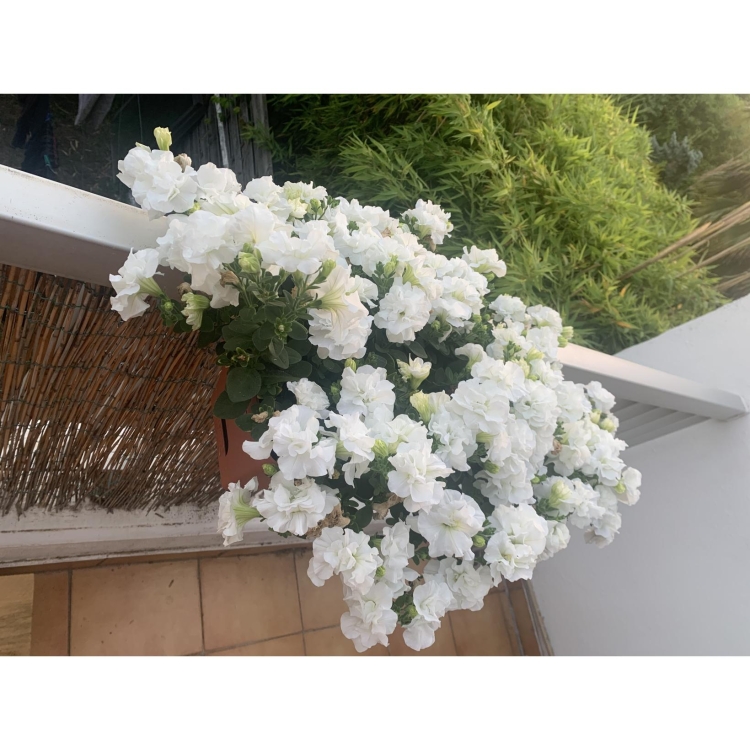 SURFINIA PETUNIA Tumbelina Diana pełna p9 biała