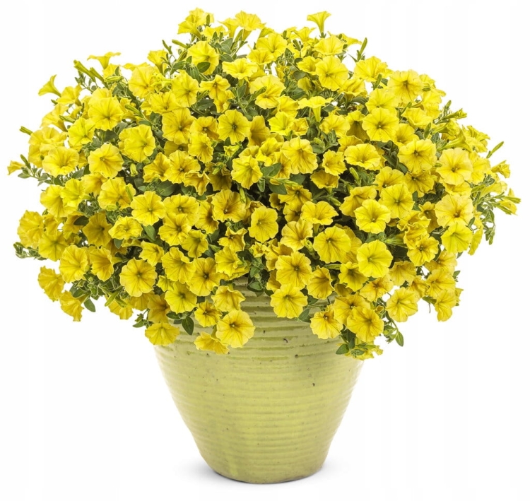 Supertunia MINI VISTA Yellow P9