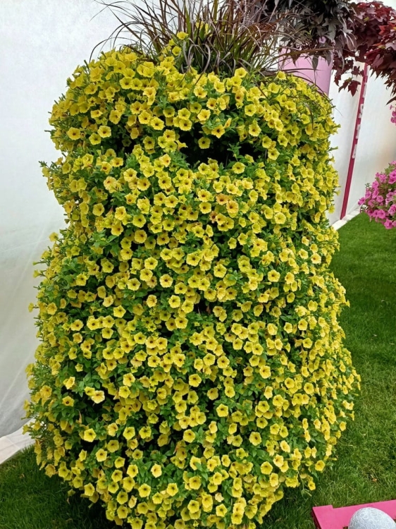 Supertunia MINI VISTA Yellow P9