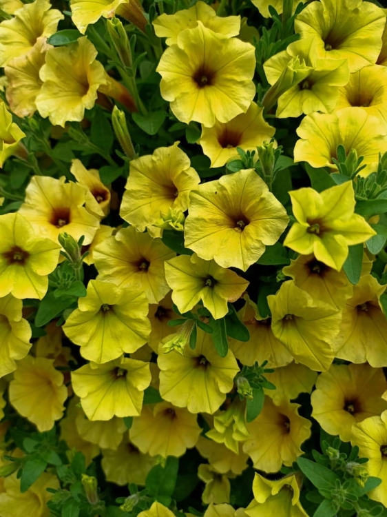 Supertunia MINI VISTA Yellow P9
